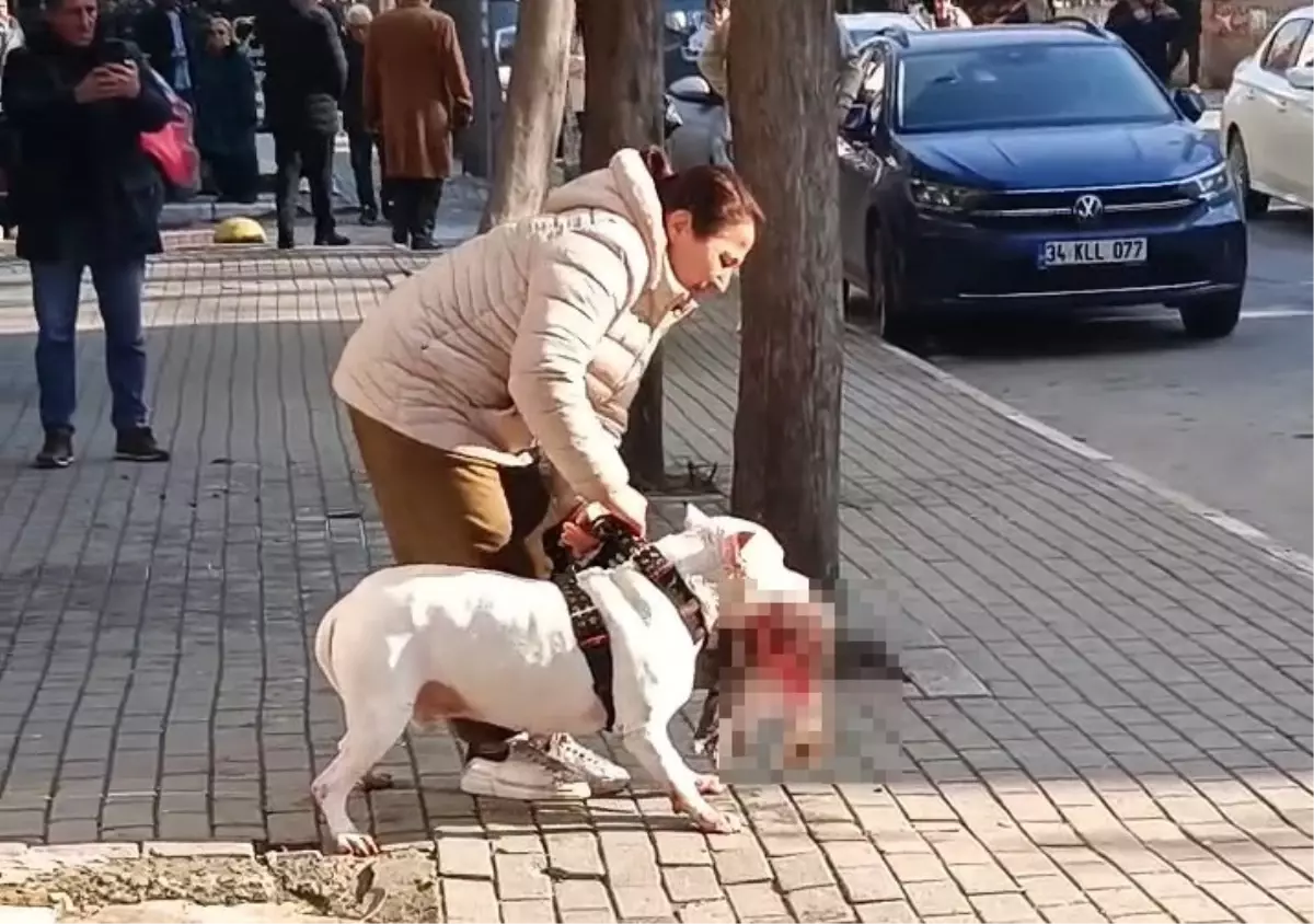 Avcılar’da Yasaklı Irk Köpek Sokak Kedisini Öldürdü