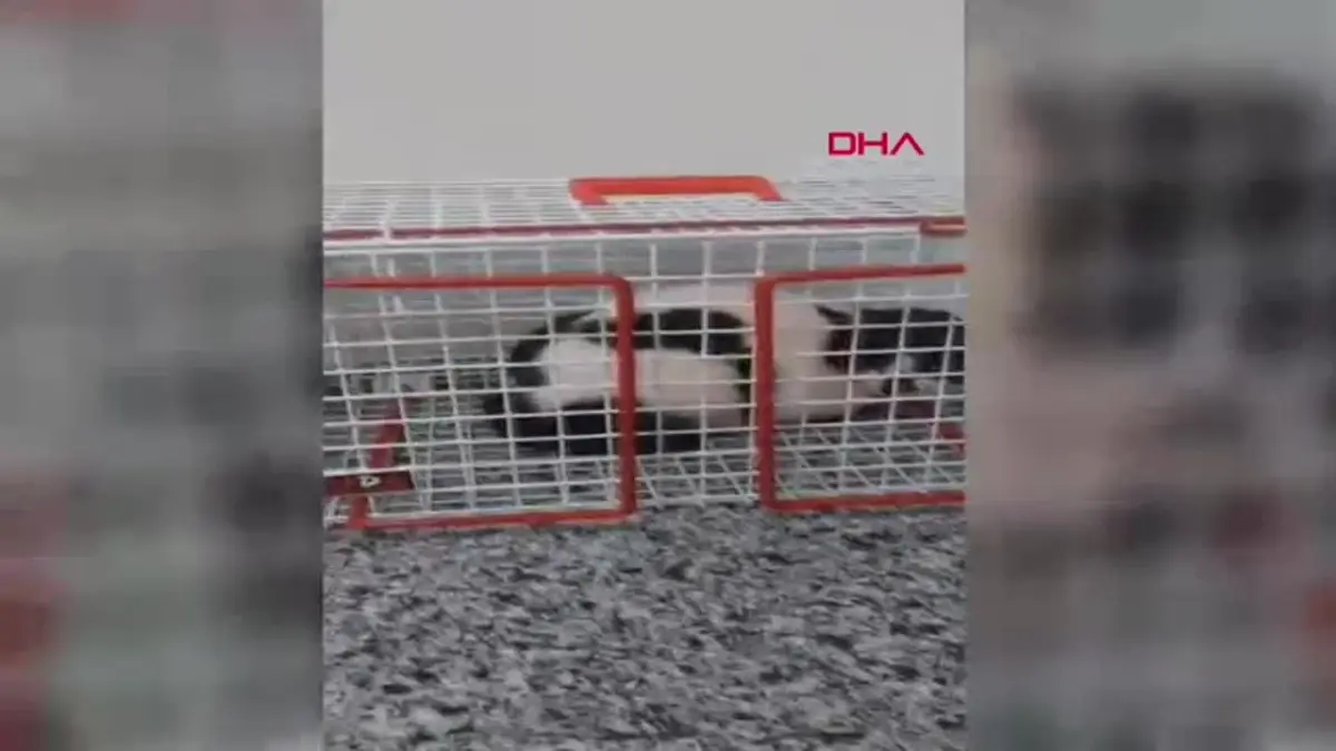 Batman’da Kediyi Yaralayan Şüpheli Hakkında Soruşturma Başlatıldı