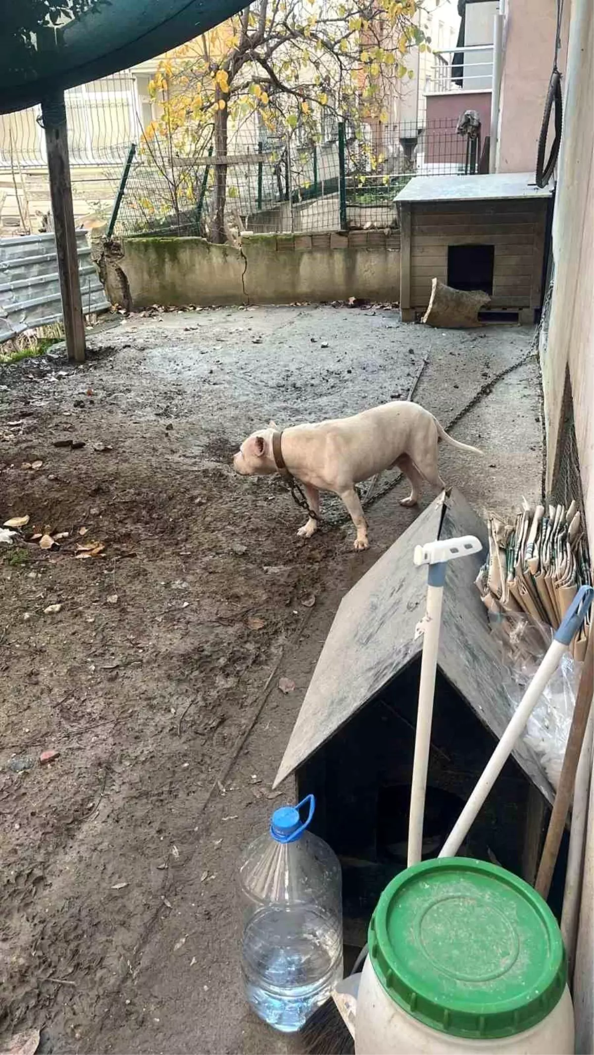 Pitbull Cinsi Köpeğin Kediyi Parçalaması Kamerada